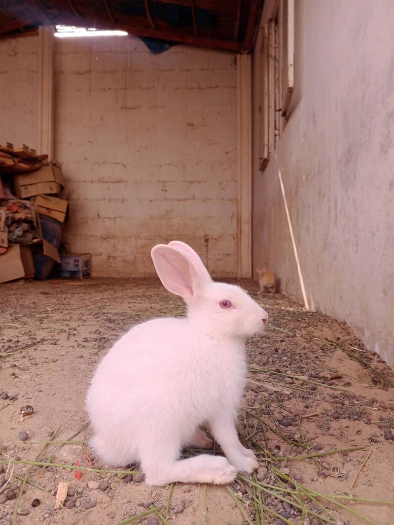 Rabbit s 0