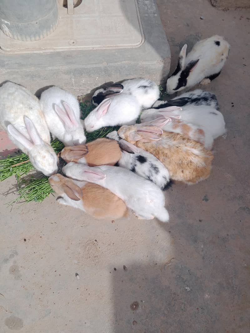 Rabbit s 2