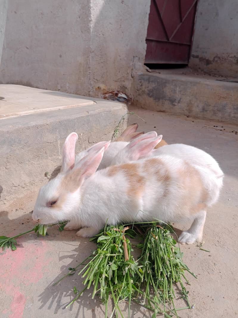 Rabbit s 5