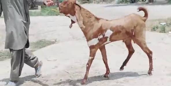 desi Bakra for sale 03405796364