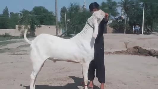 gulabi Bakra for Sale Mashallah Call  03405796364
