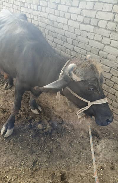 Buffalo, بھینس