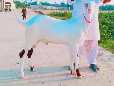 gulabi Bakra for sale 03405796364