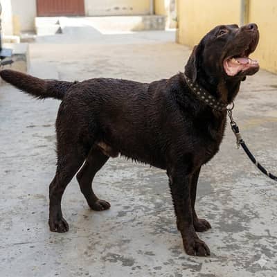Labrador chocolate colour