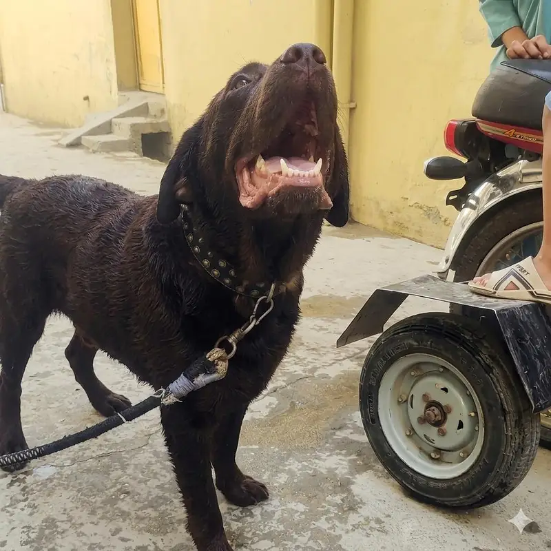 Labrador chocolate colour — photo 3
