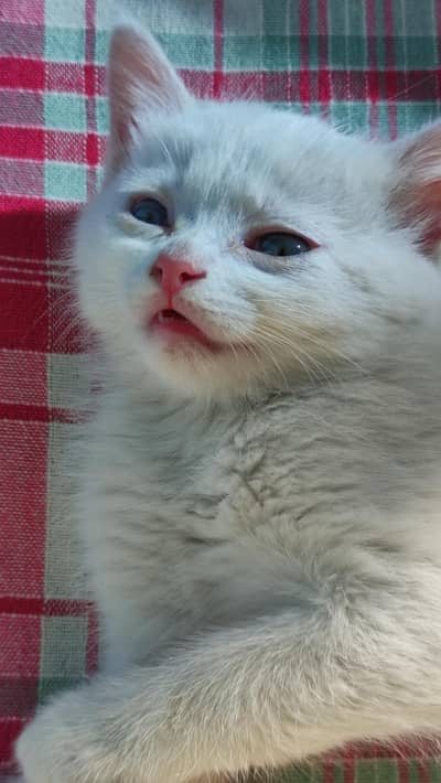 Kitten for sale