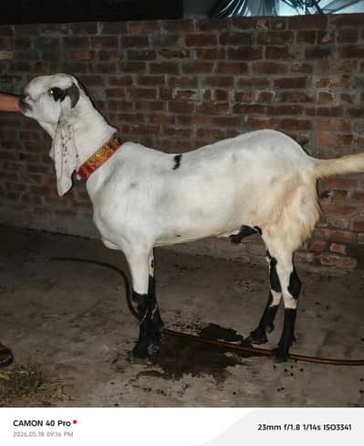 bakra