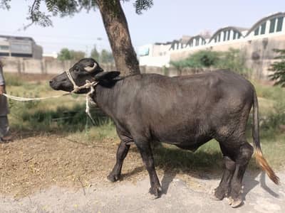katta for urgent sale