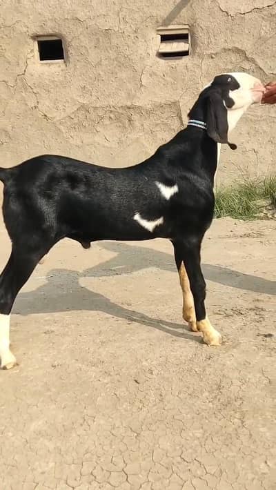 gulabi bakra Qurbani wala for Sale Mashallah Call 03188945675