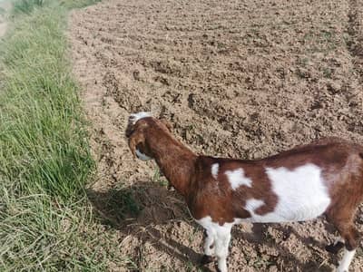 bakri mix nasal