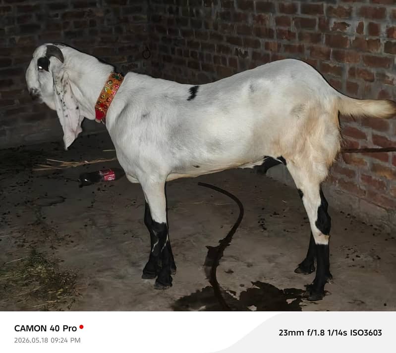 bakra 1