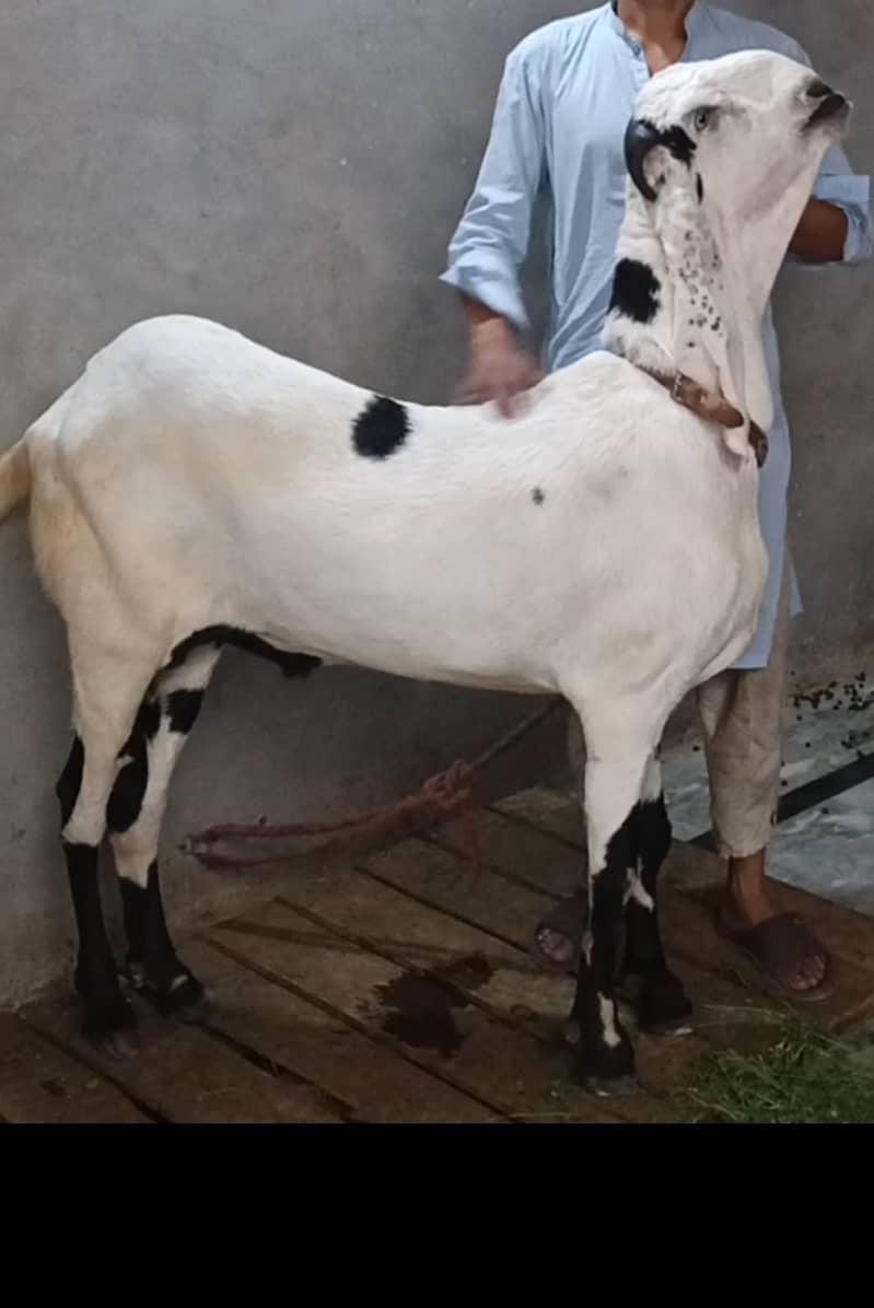 bakra 2