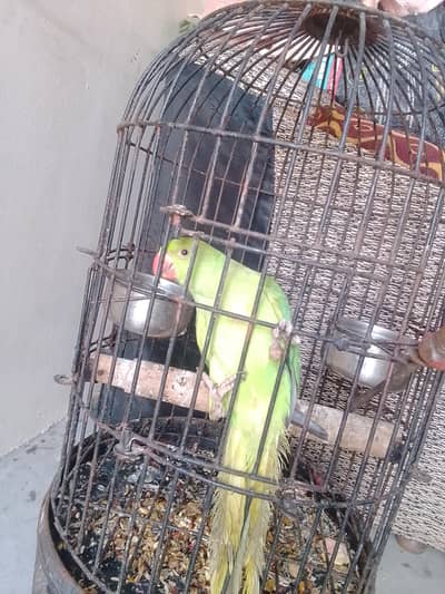 Ringneck