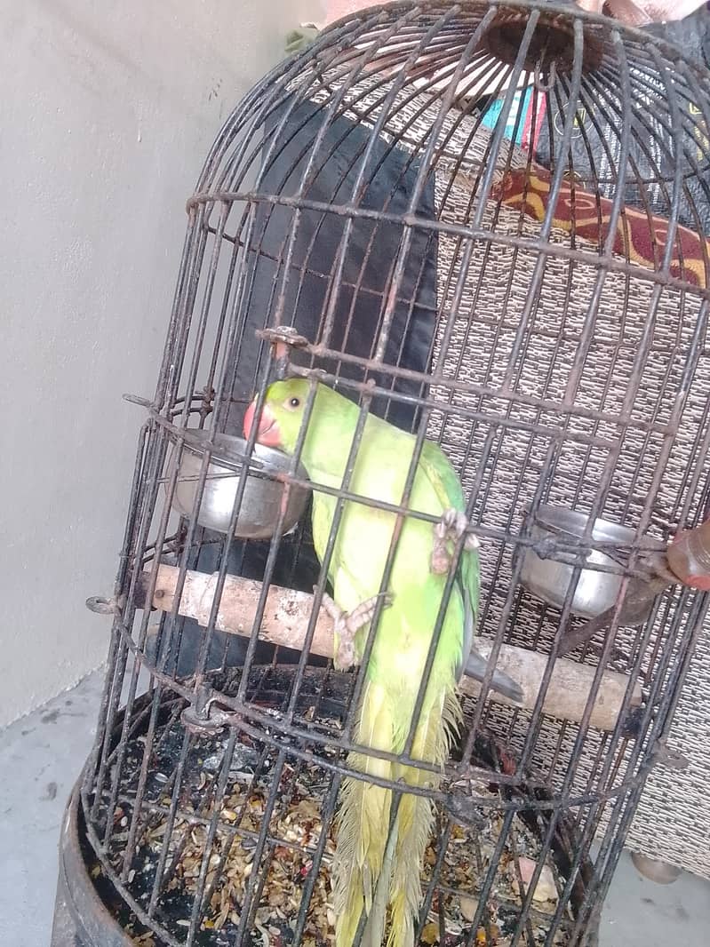Ringneck 0