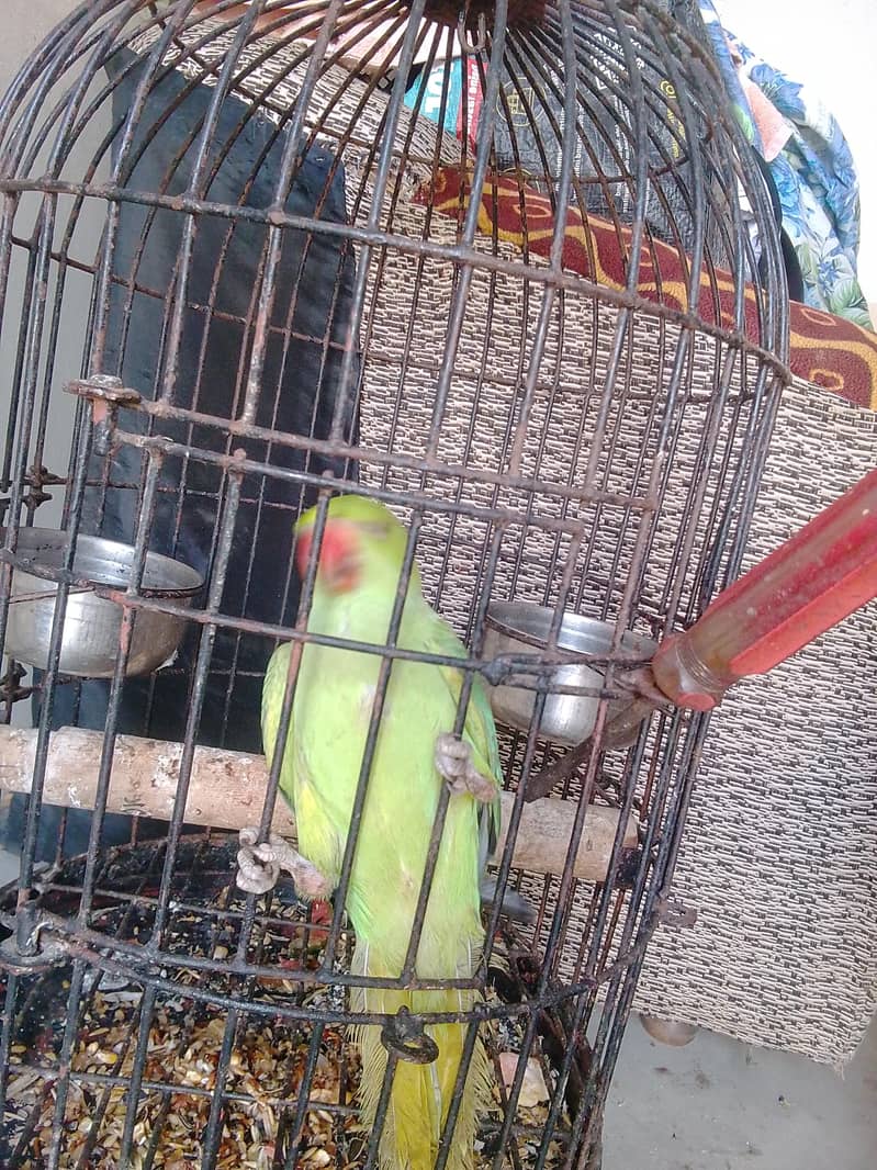Ringneck 1