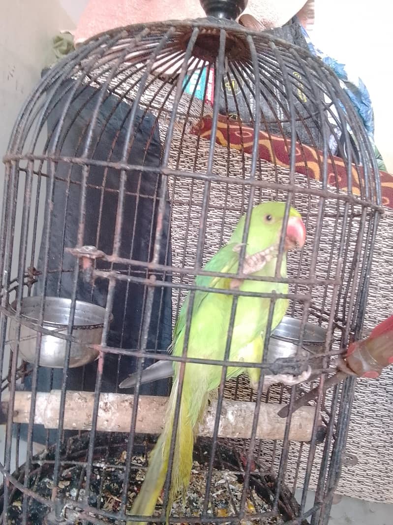 Ringneck 2