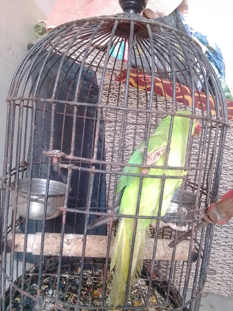 Ringneck 3