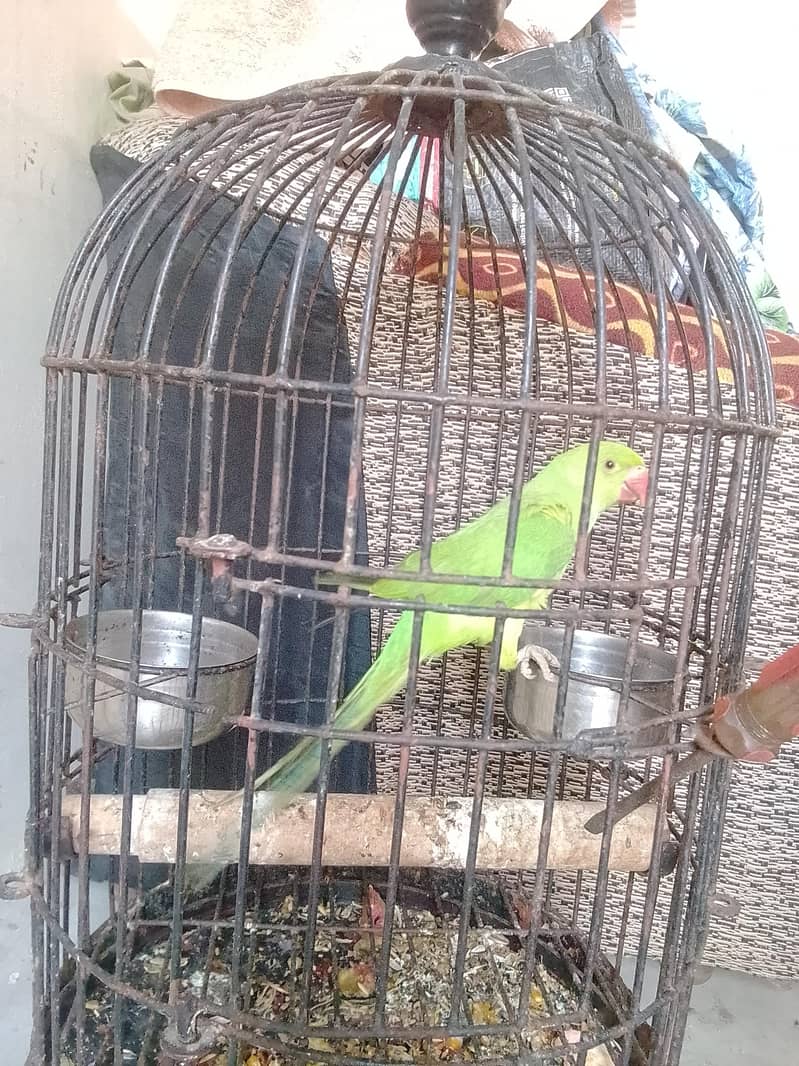 Ringneck 4