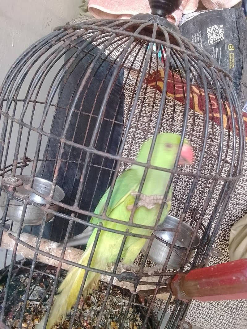Ringneck 5