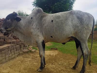 Bull for sale qurbani