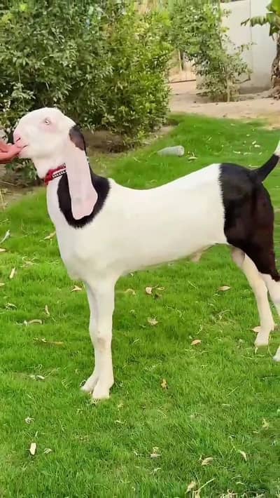 gulabi Bakra Qurbani wala for Sale Mashallah Call  03405796364
