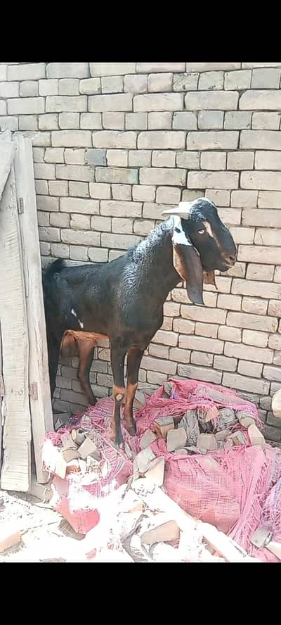 bakra for eid