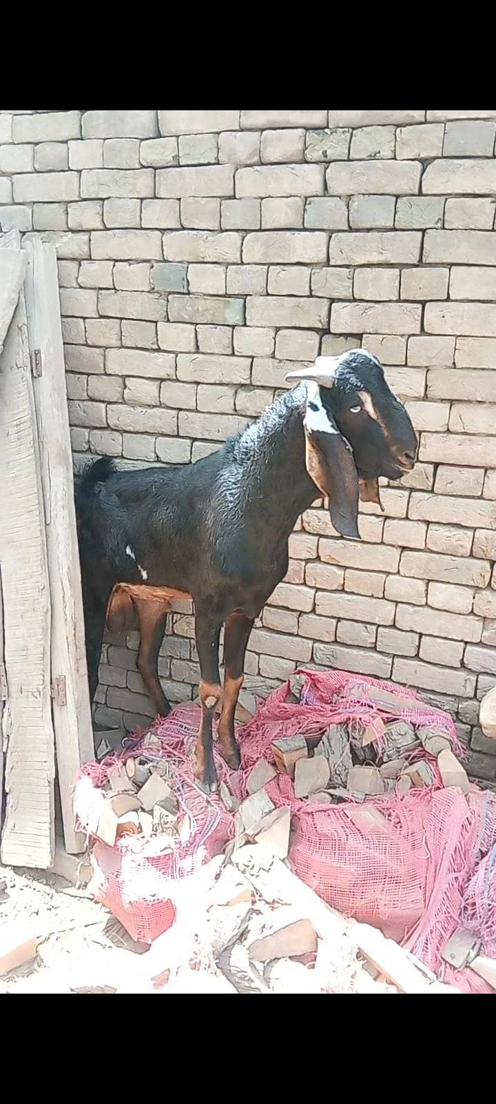 bakra for eid 0
