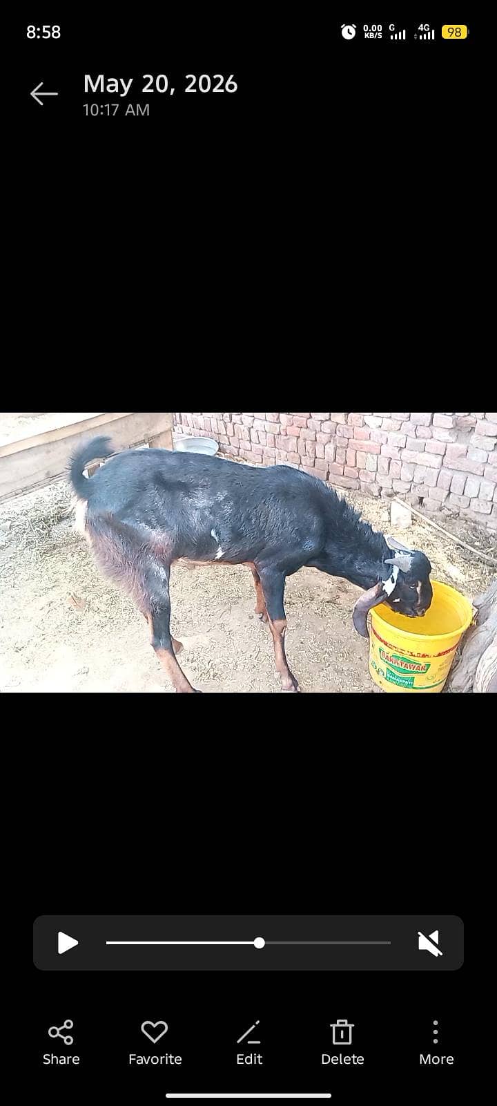 bakra for eid 1
