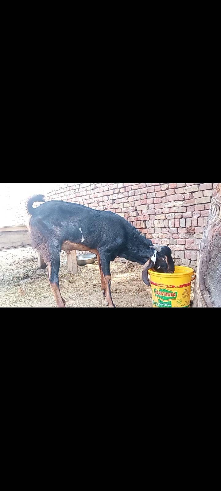 bakra for eid 2