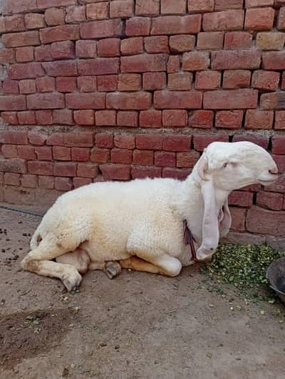 Qurbani Dumba  for sale | Male
