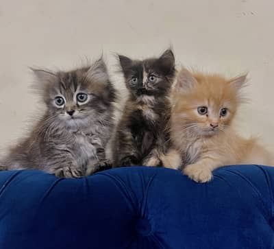 Pure Fluffy Persian Kittens for Sale