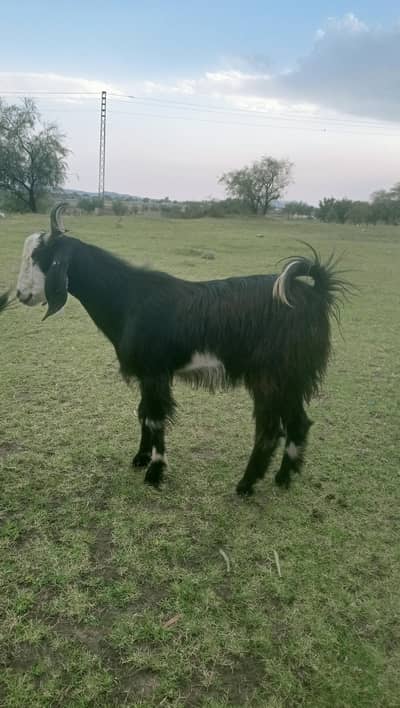 qurbani ka bakra