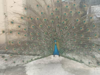 Peacock male