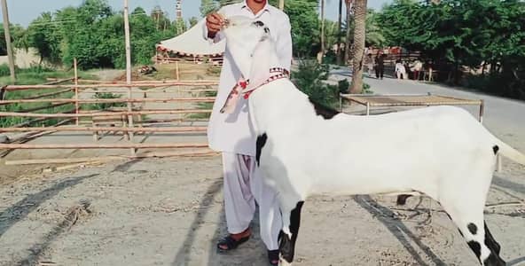 gulabi Bakra for Sale Mashallah Call 03405796364