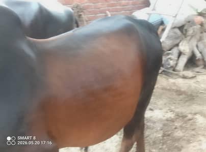 puar sahiwal