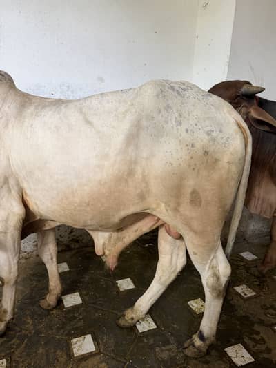 Grey (Donda) Wacha 4Man Ghosht Weight