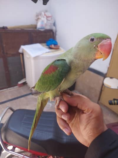 Raw Parrot 6 months chick hand tame & taking for sale