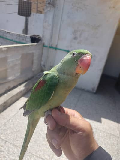 Raw Parrot 8 months chick hand tame & taking for sale