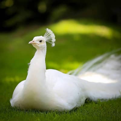 White breader peacock available