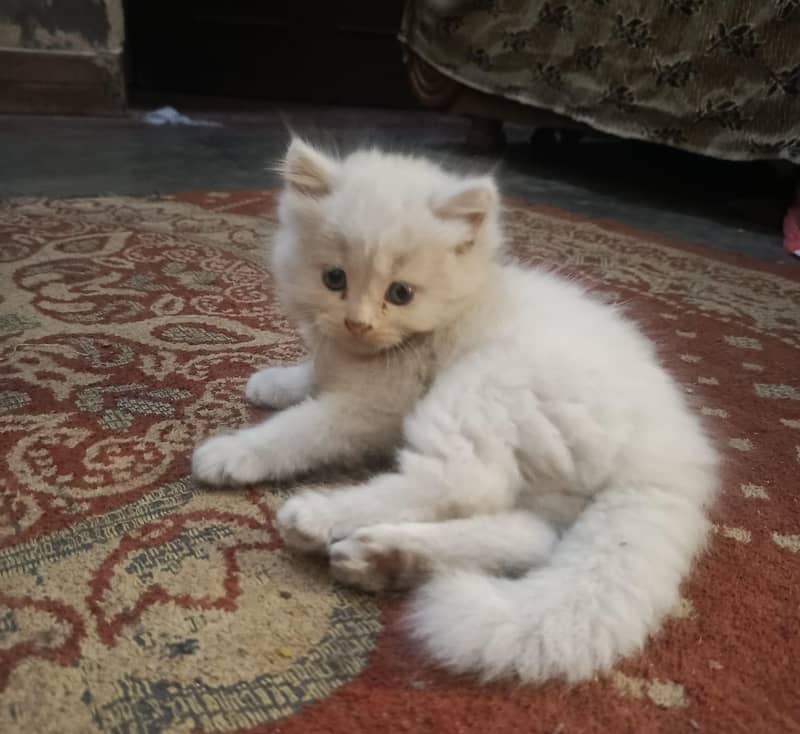 persion kitten 0