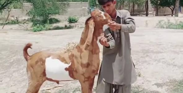 desi Bakra for Sale Mashallah Call  03188945675