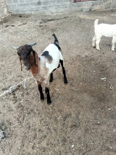 Qurbani k bakray