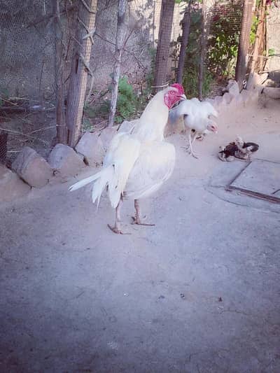 WHITE HERRA ASEEL MALE FOR SALE WHITE NOK NALI LOCATION Rawalpindi