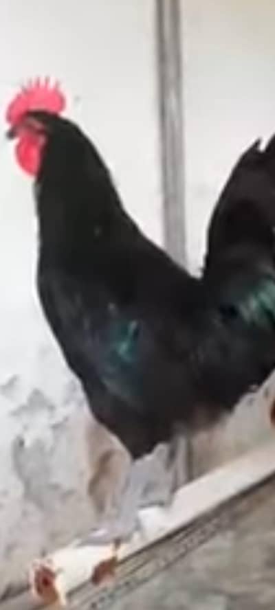 australorp rir dandharvi male foresale