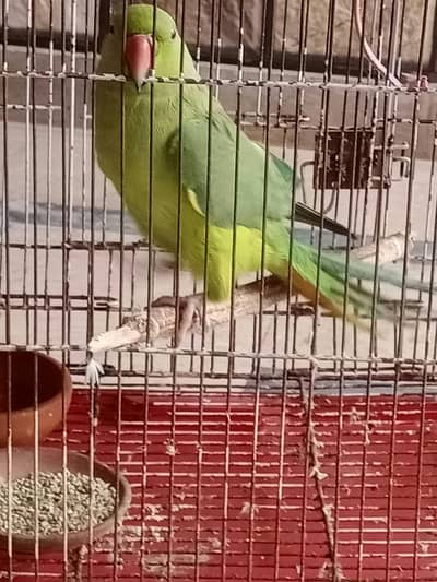 parrot for sale 03004353705