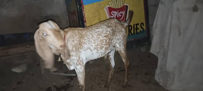 makkha cheeni khassi rs 60