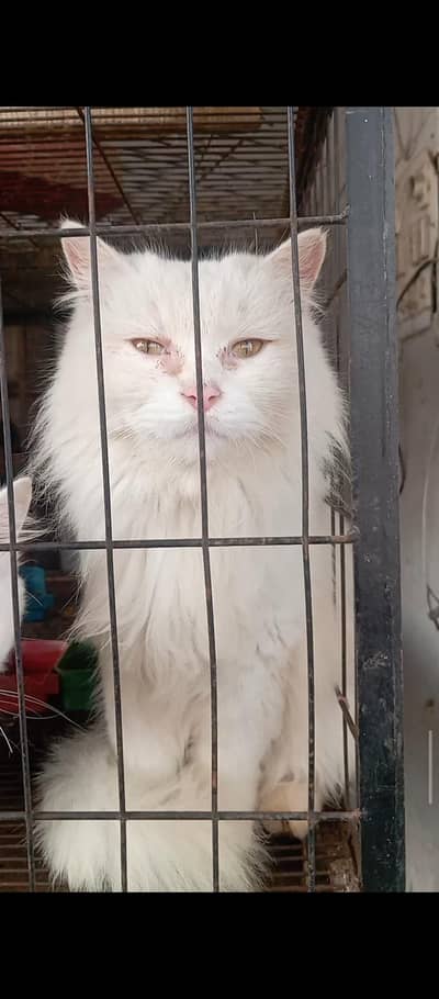 Female Persian Cat