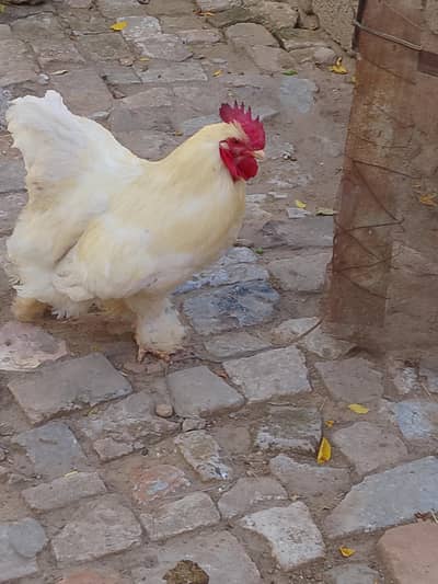 white have buff pair