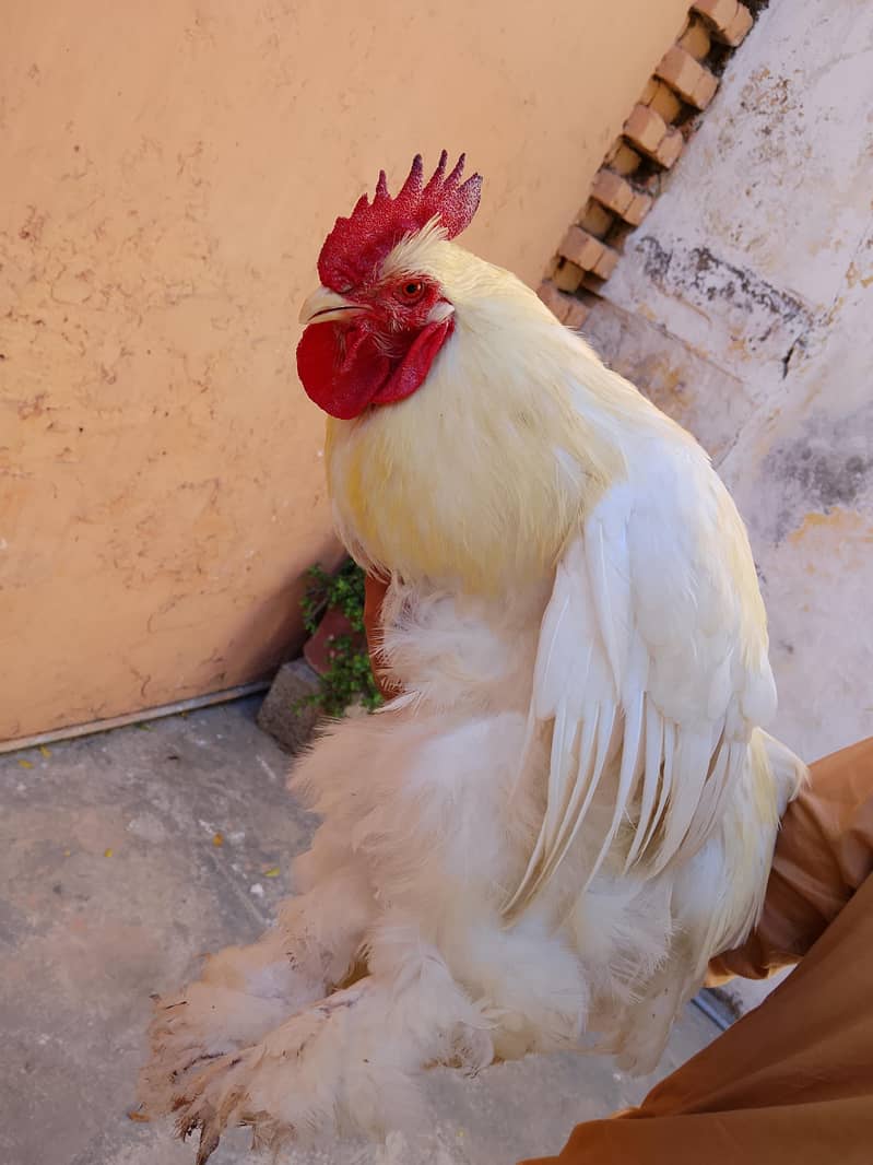 white have buff pair 1