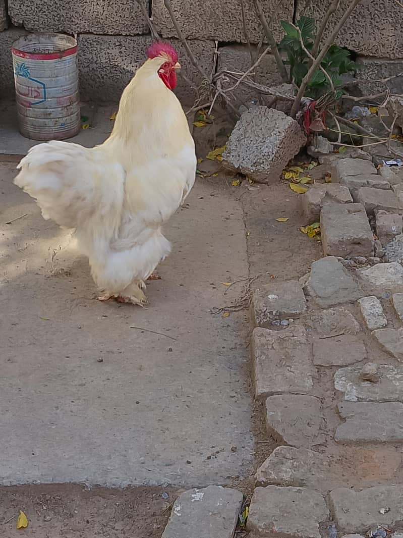 white have buff pair 2